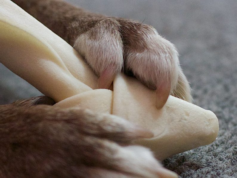 Best Damn Dog Story Ever.