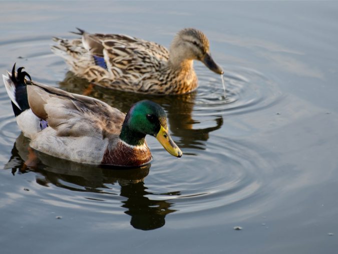The Sopranos: Maybe it was all about “those goddamn ducks.”