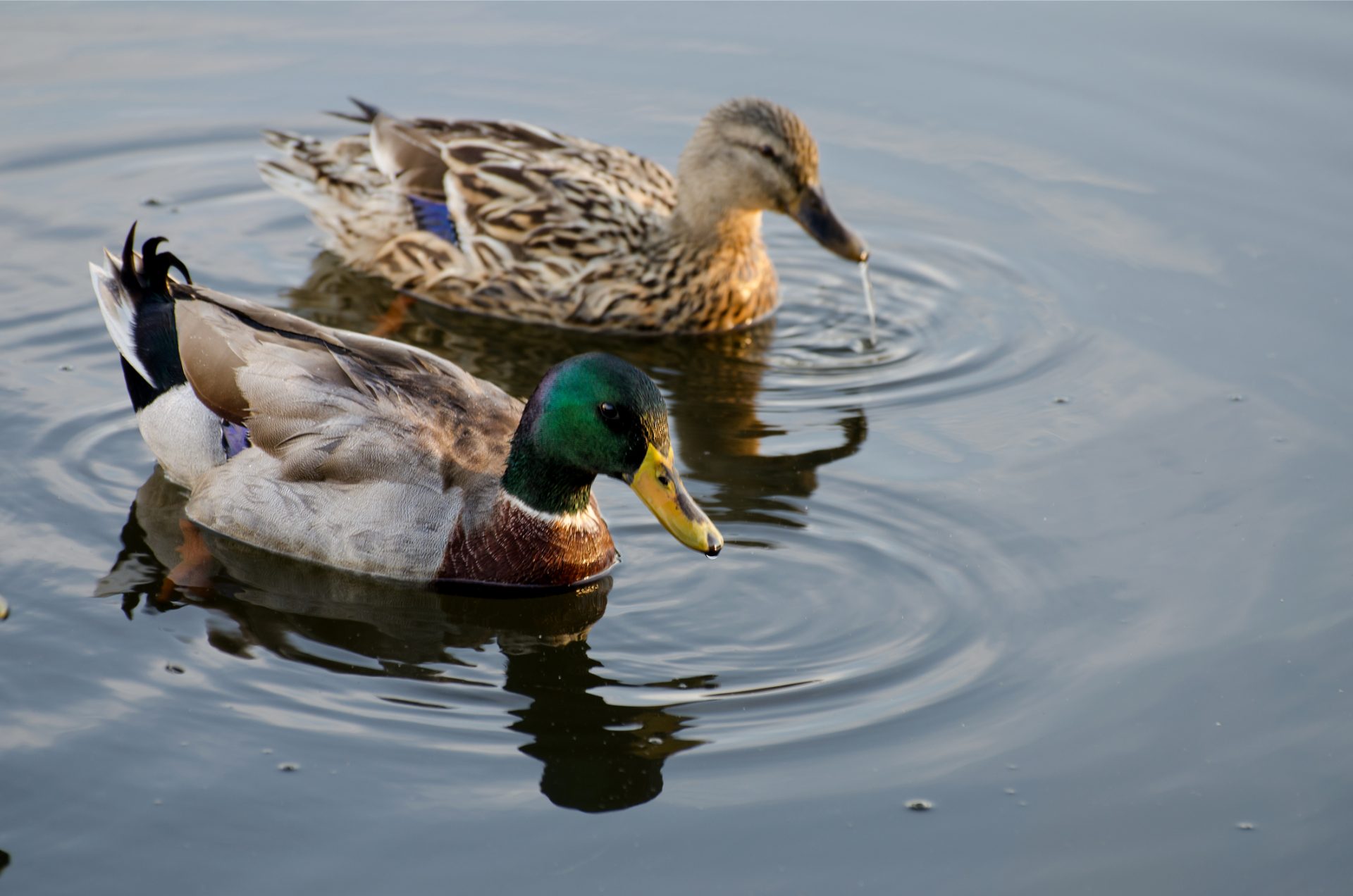 The Sopranos: Maybe it was all about “those goddamn ducks.”