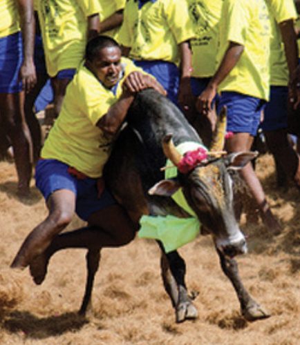 Jallikattu trips